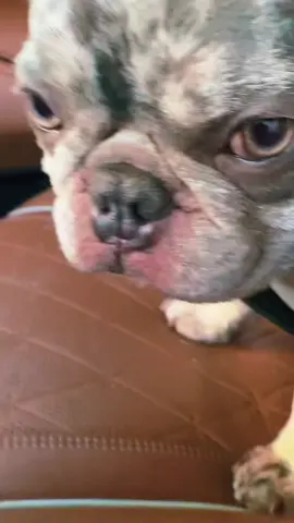 A post by @welcome_to_elm_street on TikTok caption: Ozzy Plug Walks #Plugwalk #Funny #Dog #Frenchie #FYP #ForYou #ForYouPage #Trending #TrendingSound #Viral #GoViral #viralvideo 