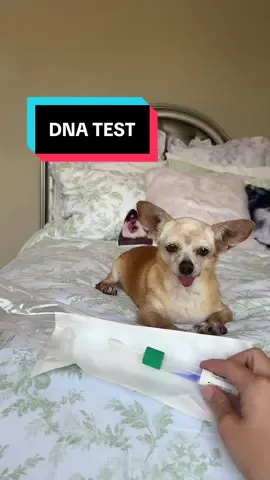 A post by @scout2015 on TikTok caption: What breed or age do YOU think she is?! 🐶 Guess right & I’ll follow‼️#chihuahua #adoptdontshop #dnatest #rescuedog #dogsoftiktok