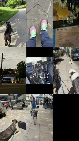 A post by @bluui24 on TikTok caption: Life lately… #fypシ゚ #sandiego #lifelately #photodump 
