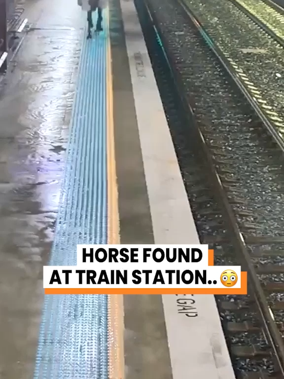 A post by @gofetch on TikTok caption: Horsing around at the train station 🚉 ((@charlotty08 ,@arkbykomi, Transport NSW/AMAZING ANIMALS+ /TMX, @alyeshahale)  #horseontrain #trainstation #animalvoiceover #horsesoftiktok #horse
