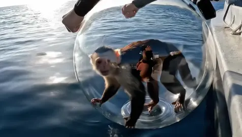 A post by @deepseavisitorsofficial on TikTok caption: A new world  #capuchinmonkey #exploring #ocean #underwater 