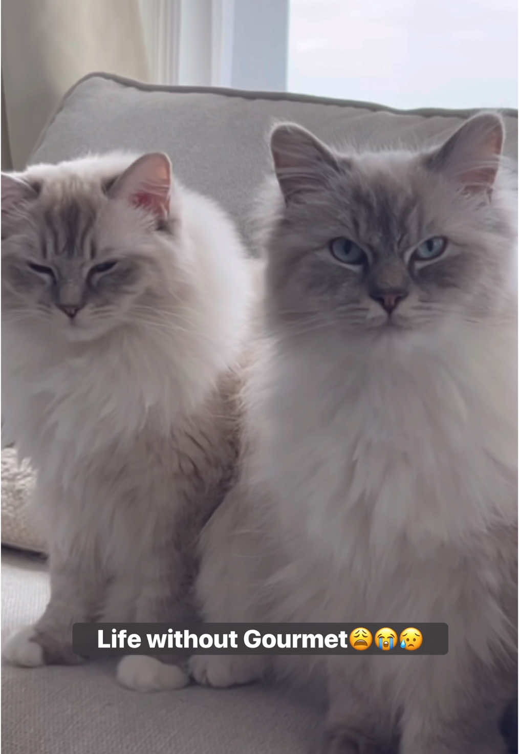 A post by @maddiegracejepson on TikTok caption: ad only the BEST for Sookie and Moonie 🥰 happy babies = happy mum #purinauki #MyGourmetCat #FelineFoodie 