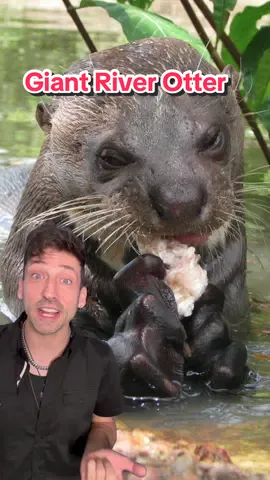 A post by @oddanny on TikTok caption: Top of the Amazon food chain 👀 #giantriverotter 