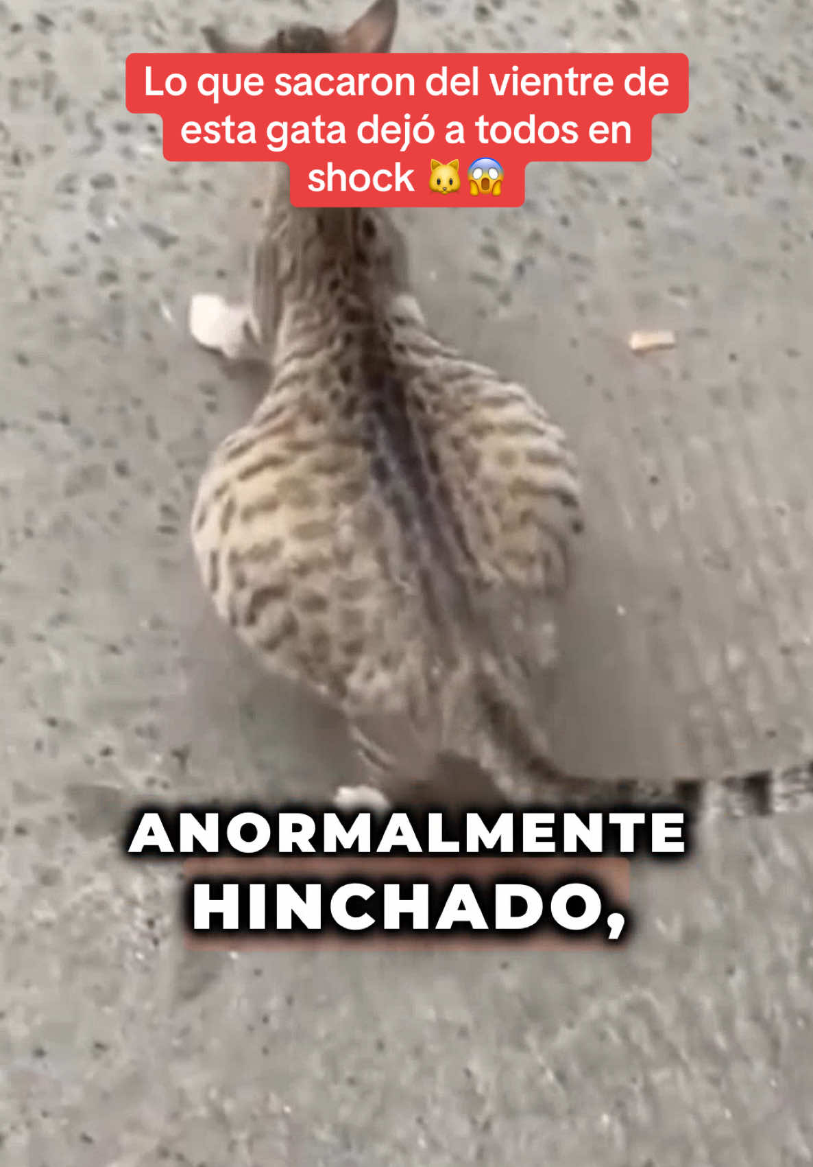 A post by @historia_real_estr on TikTok caption: Una gata callejera en Marsella parecía estar embarazada, pero su vientre estaba demasiado hinchado y se quejaba sin parar. Cuando la llevaron al veterinario, la ecografía mostró algo totalmente inesperado. Lo que encontraron dentro de su cuerpo dejó al equipo médico sin palabras… ¿Te imaginas qué era? Dale like y comenta "gata" para descubrir la parte 2. #sorprendente #historiasimpactantes #Sorpresa #misterio 