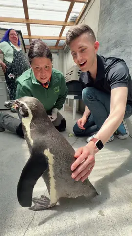 A post by @matthewandpaul on TikTok caption: Thank you to everyone at the Woodland Park Zoo in Seattle for this unforgettable opportunity! Bubba will always have a place in my heart ❤️🐧❤️