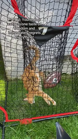A post by @dr.b_veterinarian on TikTok caption: 📣 “Sir, you wanted the street life. Now face the consequences.” #IndoorCatDrama #EscapeArtistFails #funnycat #NotSoStreetSmart #orangecat #fyp 🐾