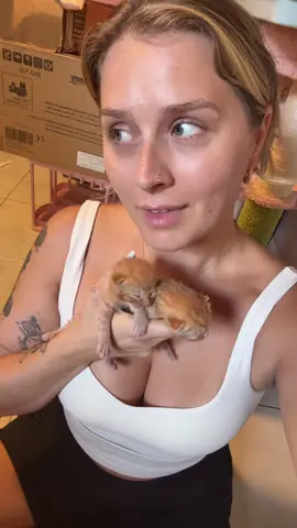 A post by @ragstorichesanimalrescu on TikTok caption: Can kitten season stop? #fyp #foryou #foryoupage #rescue #rescuekitten #kitten #kittens #follow #followus #rescuecat #rescuekittenoftiktok #wisp #kittenlove #staystinky 