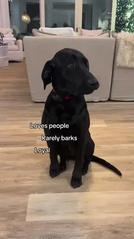 A post by @tuesdayswmorrie on TikTok caption: A carrot a day keeps the scaries away 🤭👨‍🌾 #dog #dogs #dogtok #fyp #foryou #viral #funny #relatable #dogsoftiktok 