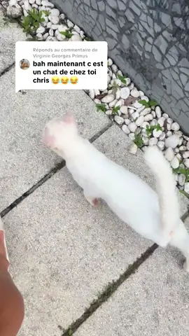 A post by @primusfamily on TikTok caption: Réponse à @Virginie Georges Primus Sacrée prédiction, vous aviez raison ! Elle est à la maison maintenant et s’entend très bien avec les chiens 🤣