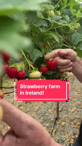 A post by @thechefsmartypants on TikTok caption: We stopped by @thevillageatwheelocks in Wexford, famous for its strawberries, and had a chat with Cyril the owner about his farm and strawberry cultivation, and we got to pick our own strawberries! 🍓