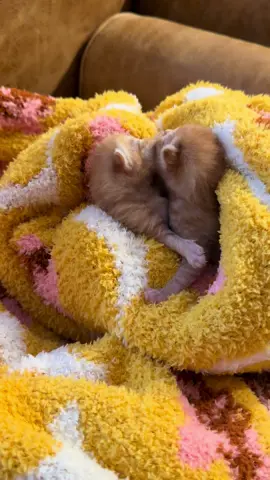 A post by @ragstorichesanimalrescu on TikTok caption: Meet Tweedle and Dee. Their mama Alice was trapped and being the best mom possible to them. #fyp #foryou #foryoupage #rescue #rescuekitten #kitten #kittens #follow #followus #rescuecat #rescuekittenoftiktok #wisp #kittenlove #staystinky 