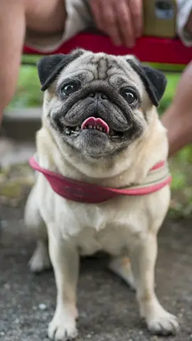 A post by @doggodaiily on TikTok caption: Lola😍❤️ , #caniditorino #roma #carlino #pug 