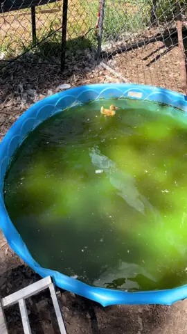A post by @xwallstreetdonx on TikTok caption: 🦆 #foryou #fyp #duck #ducks #farmlife #black #fypシ 
