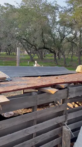 A post by @xwallstreetdonx on TikTok caption: #fypシ #fypシ゚viral #viral #goats #goatsoftiktok #country #funny 