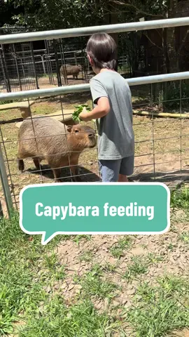 A post by @amandaseghetti on TikTok caption: Capybara feeding time!! For Rowen’s 7th birthday, we surprised him with a trip to @NOGAWILD to see some cool animals and an opportunity to feed one of his favorite animals - the capybara! We met Kiwi and Coconut and they munched happily on bits of lettuce. 🥰 They were sooo sweet!! There were a few other animals that seemed to be miffed that we didn’t also have food for them. 😂🤣 I could feel their disapproving glares through my car windows lol. Whoops, sorry y’all! #nogawild #nogawildsafari #capybara #capybarasofinstagram #northgeorgia #birthdaysurprise #experiencegifts