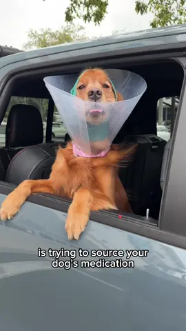 A post by @brodiethatdood on TikTok caption: You can now source all of your pet’s meds on @Amazon through Vetsource! #amazonfinds #ad #dogdad #petparent