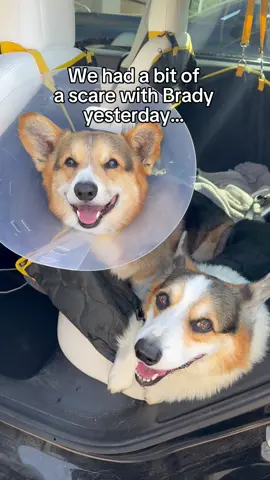 A post by @bradygraffiti_corgis on TikTok caption: ER visits are never fun but we’re thankful it was nothing serious 🙏