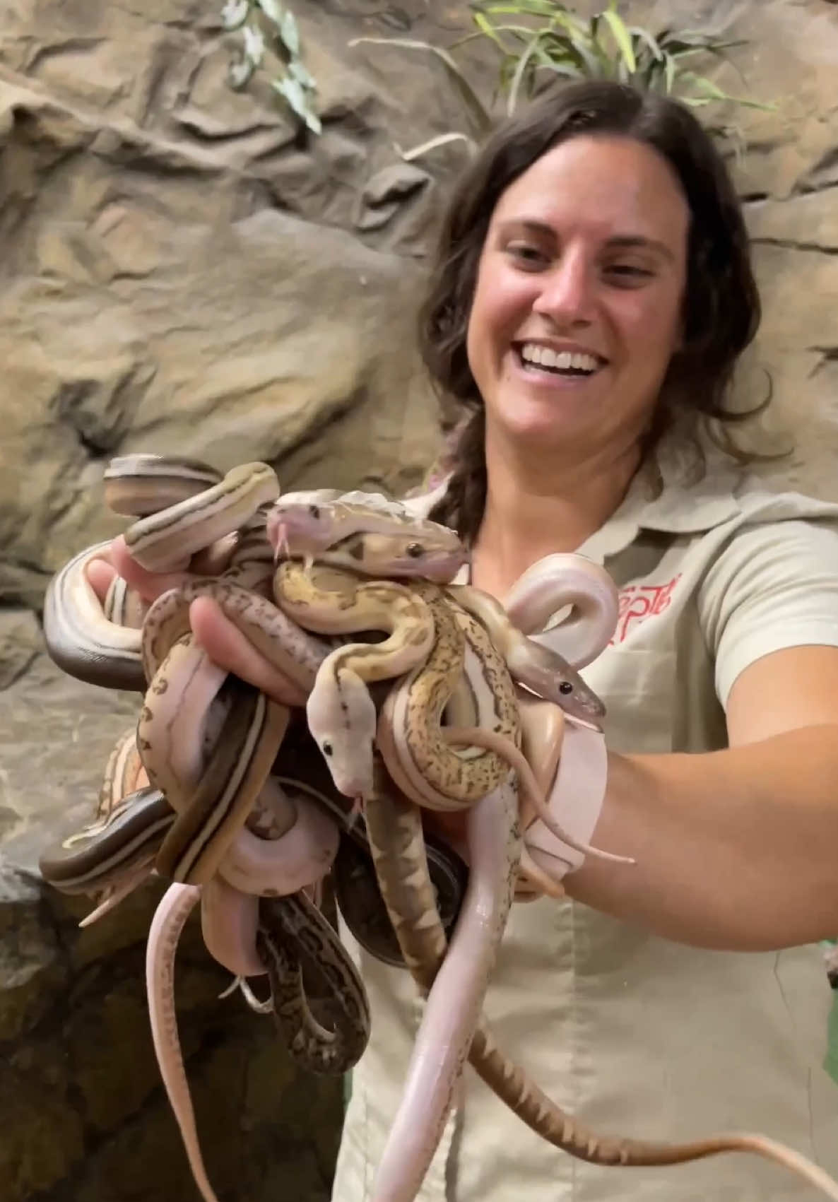 A post by @thereptilezoo on TikTok caption: Just a handful of snakes😅All these babies are actually from the same clutch so that means they are brothers and sisters🥰 It’s always cool to see which of the genes of parents develops into the children🤩