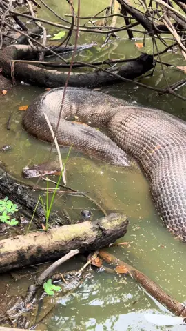 A post by @fishingarrett on TikTok caption: This anaconda ate a caiman! #foryou#foryoupage#fyp#viral#wildlife#snake#nature#Jungle#land#swamp#colombia#Peru#conservation#professional#educational#yoink#crazy#Amazon#rainforest#spider