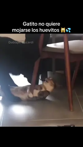 A post by @escardii on TikTok caption: Gatito no quiere mojarse los huevitos 🙀💦 #parati #escardi 