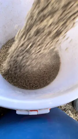 A post by @xwallstreetdonx on TikTok caption: #foryou #fyp #country #farmlife #animals #chickens #blacktiktok #black 