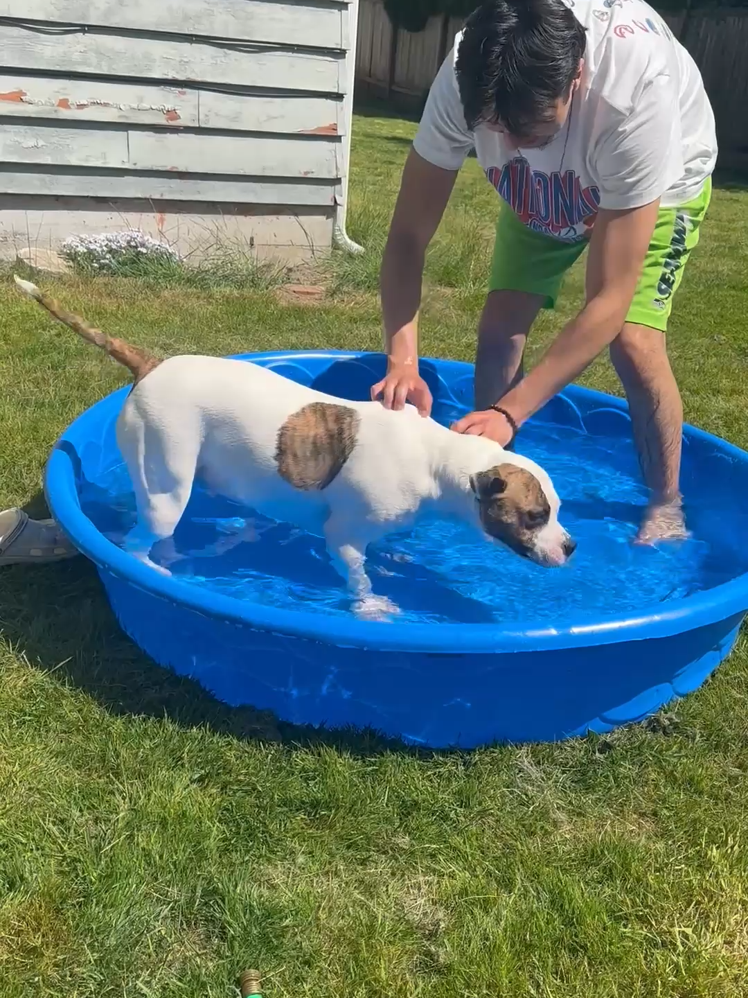 A post by @failarmy on TikTok caption: Easy on the horseplay...  🤪 🤣 #dogs #dogsofinstagram #dogfail #fal