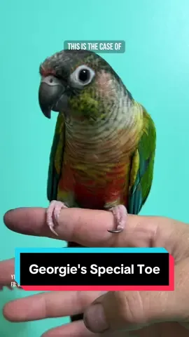 A post by @geckoemmy on TikTok caption: Georgie, the green cheek conure, has a magic crooked toe - at least that's what he told me he calls it. Why is it magic? You'll see #parrotnailtrim #petbird #greencheekconure 