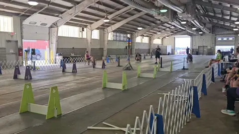 A post by @hollabackbullies on TikTok caption: Na'vi and Cowboy in singles together #flyball  #bullterrier  #bullterriers  #crazy  #run 