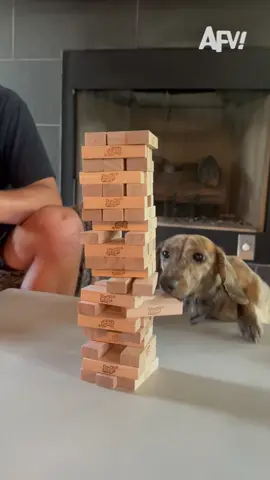 A post by @afvofficial on TikTok caption: Texas knows how to hold 'em 😂 #afv #dogs #funny