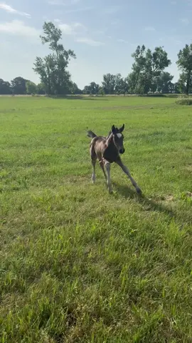 A post by @patrick.thomalla on TikTok caption: 🤣 Mini Ausritt mit Rückbildungsgymnastik 🤣 Ipa war unterm Sattel dezent gelangweilt, aber die schönste weit und breit 😬 … Und unser „Crazy little thing called love“ ? - die war wild 🤣🔥 #horseman #horse #foal #fohlen #baby #pony #beauty #horsefashion 