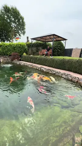 A post by @modernkoi on TikTok caption: Olli‘s 100.000 Liter Riesenteich 😍♥️                          #konishi #Koi#karashi #carp #konishikoi #teich #pond #japan  #japanesekoi#modernkoi #nishikigoi  #fyp #fypage #foryoupage #karpfen #showa #sansai #tosai #nisai #explorepage #ikeage