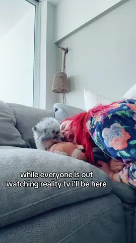 A post by @lexicgoldberg on TikTok caption: this dog is a menace lol 
