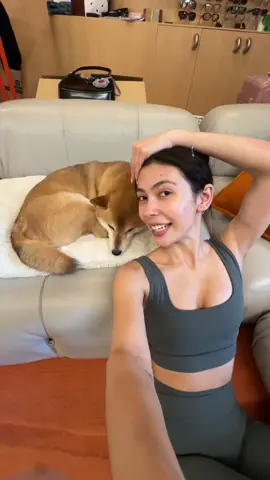 A post by @chloegervais15 on TikTok caption: La fin 😭🤍 #shibainu 