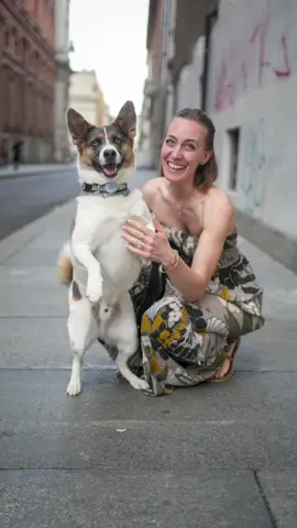 A post by @doggodaiily on TikTok caption: Benny ❤️🥰 , #caniditorino 