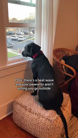 A post by @tuesdayswmorrie on TikTok caption: Trust me buddy I’m over it too 🥵😭 #dog #dogs #dogtok #funny #relatable #fyp #foryou 