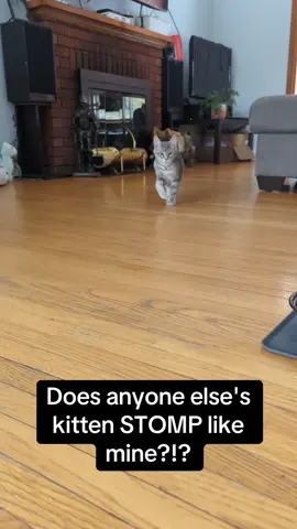 A post by @pubity on TikTok caption: Kitty is asserting her dominance 💪😂 #RoadTo18M #Pubity  (@bambi.jerrythepanda via ViralHog)