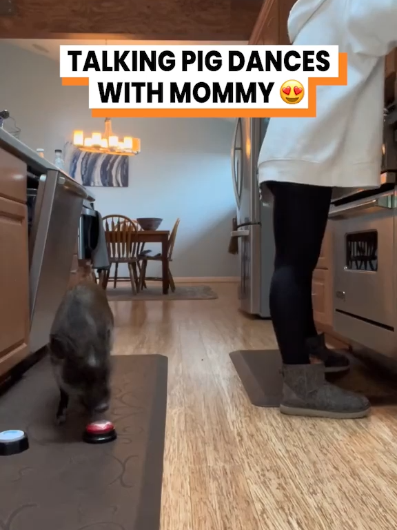 A post by @gofetch on TikTok caption: DANCE WITH ME MOMMY 🐷 (@mina.alali) #pig #petpig #dancingpigs #dancepig #animalvoiceover