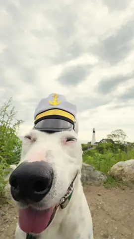A post by @mistermainer on TikTok caption: Ahoy matey! Argggg 🏴‍☠️ #portlandheadlight #maine #portland #mainecheck #lobster #doggy #Meme #america #🇺🇸 