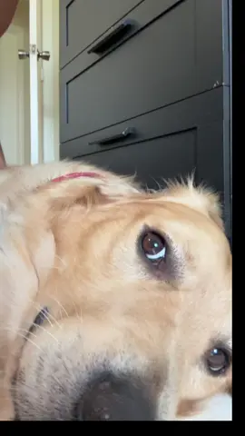 A post by @clerpatriot on TikTok caption: He is so sick of me 🤣🤣🤣🤣 #spooked #dogsoftiktok #goldenretriever #inmydreams #areyoureadyforit #puppy 