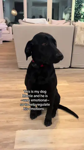 A post by @tuesdayswmorrie on TikTok caption: A carrot a day keeps the scaries away 🤭👨‍🌾 #dog #dogs #funny #relatable #fyp #foryou #viral #dogtok #dogsoftiktok 