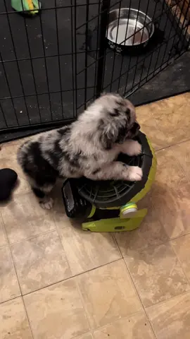 A post by @telltaleaussie on TikTok caption: Just a girl and her Ryobi during a heatwave 🪭☀️#ryobitools #telltaleaussie #australianshepherd #aussie #undockedaussie #aussieswithtails #skyquakeaussies #cute #puppyraising #fyp #puppy
