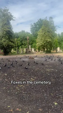 A post by @aussiemammoth1 on TikTok caption: In almost 30 years of visiting cemeteries, I’ve rarely seen foxes—yet today, they were roaming freely. Beautiful, smart, elusive creatures… But what struck me was how much they reminded me of some people—cunning, calculated, always hiding something. But here’s the difference: The fox will return to dust, free of accountability. The human, on the other hand, will be questioned. Every plan, every trick, every lie—it won’t go unanswered in the grave. “Every soul will taste death. Then to Us will you be returned.” (Qur’an 29:57) Walk humble, live honest, die clean. Because when we enter that grave, there is no more hiding. #ReminderOfDeath #Accountability #TheMuslimUndertaker #GraveyardTruths #WalkHumble #ReturnToDust #AkhirahMatters #cemetery 