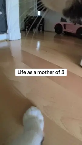 A post by @kittenheavenpov on TikTok caption: Stressful 😅 #catsoftiktok #catspov #catcam #catswithcameras 