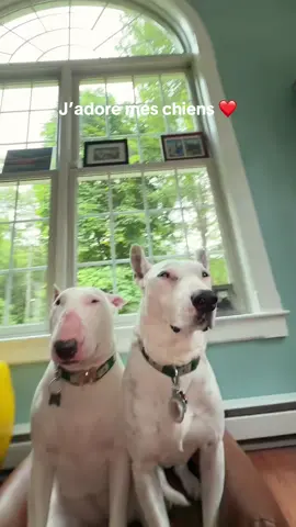 A post by @mistermainer on TikTok caption: Qui habite en France 🇫🇷 ?? ⬇️ #roi #lamour #chien #drole #triste #memes 