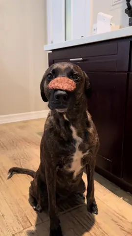 A post by @bluui24 on TikTok caption: I can’t believe you’re 8 🥲 - HAPPY BDAY to the best puppers a guy can ask for!! #dogsoftiktok #dogs #rescuedog #harper 