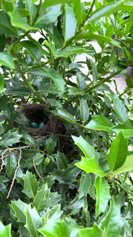 A post by @punamchowdhury623 on TikTok caption: Ma sha Allah what a allahs creation in my front porch #foryou #fypシ #fypシ #tiktokviral #bird #fyp 
