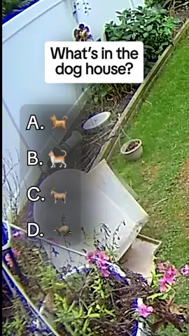 A post by @afvofficial on TikTok caption: Did you guess correctly? 😜 #afv #funny