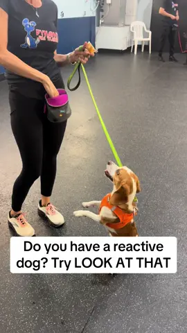 A post by @dynamitedogtraining on TikTok caption: #dogtrainer #dogtraining #fyp #dogtrainingmadesimple #doggo 