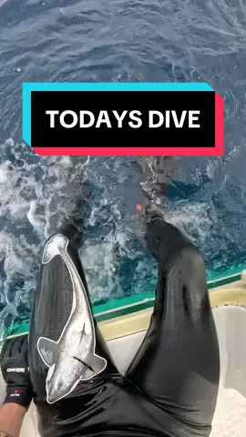 A post by @scubadan_ on TikTok caption: Watch till end 😂  Yes in the briefing we will tell you if at any point you need to “re direct” use your fins not your hand 🖐️ the hand is our job not yours thank you. Your fin (flipper) creates a barrier between you and shark. The shark will turn because who like a fin in the face? 