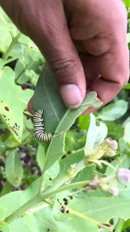 A post by @jabez_invests on TikTok caption: 🐛🦋How Monarch Butterflies Reproduce…  Prayers🆙Blessings🆙 #foryoupage 